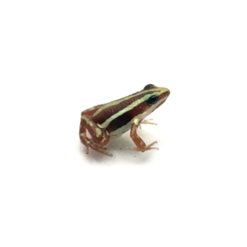 Liściołaz (Epipedobates anthonyi) | Bezogonowe | Vantis Terra Liściołaz (Epipedobates anthonyi) | Bezogonowe | Vantis Terra