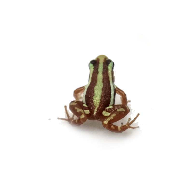 Liściołaz (Epipedobates anthonyi) | Bezogonowe | Vantis Terra Liściołaz (Epipedobates anthonyi) | Bezogonowe | Vantis Terra
