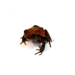 Żaba pomidorowa (Dyscophus guineti) | Bezogonowe | Vantis Terra