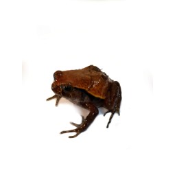 Żaba pomidorowa (Dyscophus guineti) | Bezogonowe | Vantis Terra