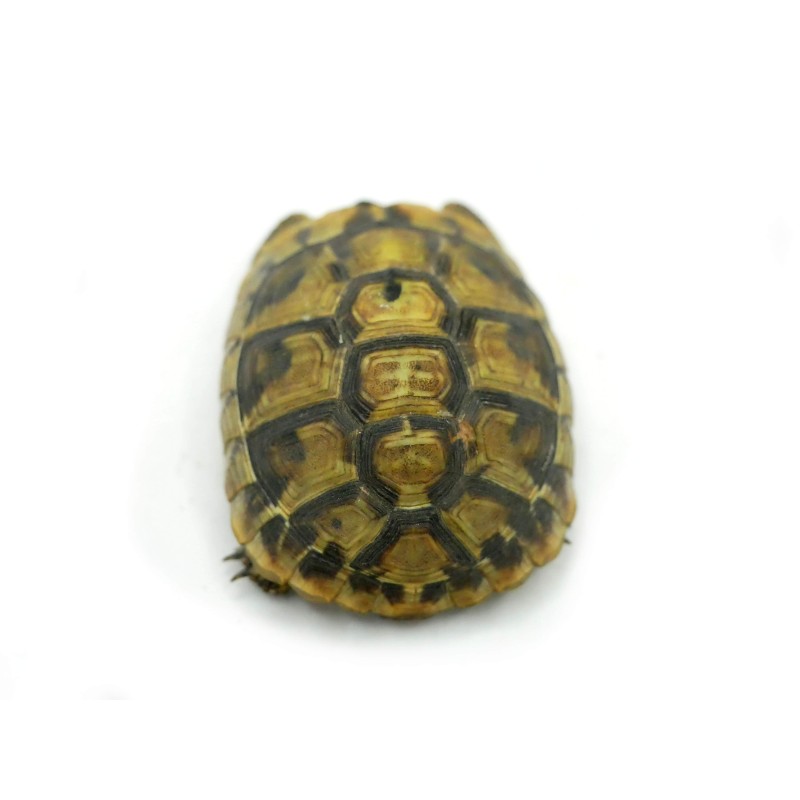 Żółw grecki (Testudo hermanni) | Żółwie | Vantis Terra Żółw grecki (Testudo hermanni) | Żółwie | Vantis Terra