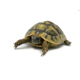 Zwierzęta | Vantis Terra