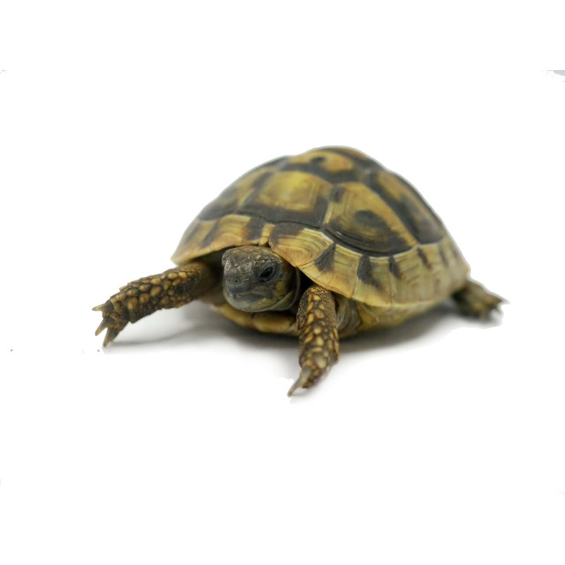 Żółw grecki (Testudo hermanni) | Żółwie | Vantis Terra