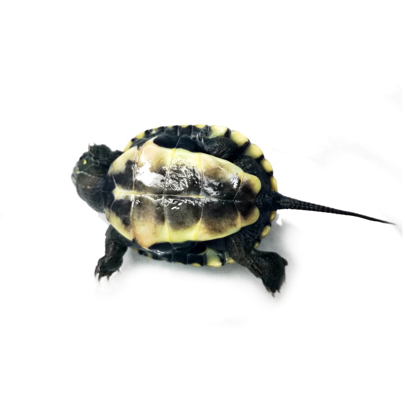 Żółw chiński (Mauremys reevesii) | Żółwie | Vantis Terra Żółw chiński (Mauremys reevesii) | Żółwie | Vantis Terra