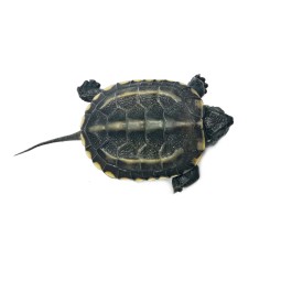 Ż&oacute;łw chiński (Mauremys reevesii) - dorosły | Ż&oacute;łwie | Vantis Terra