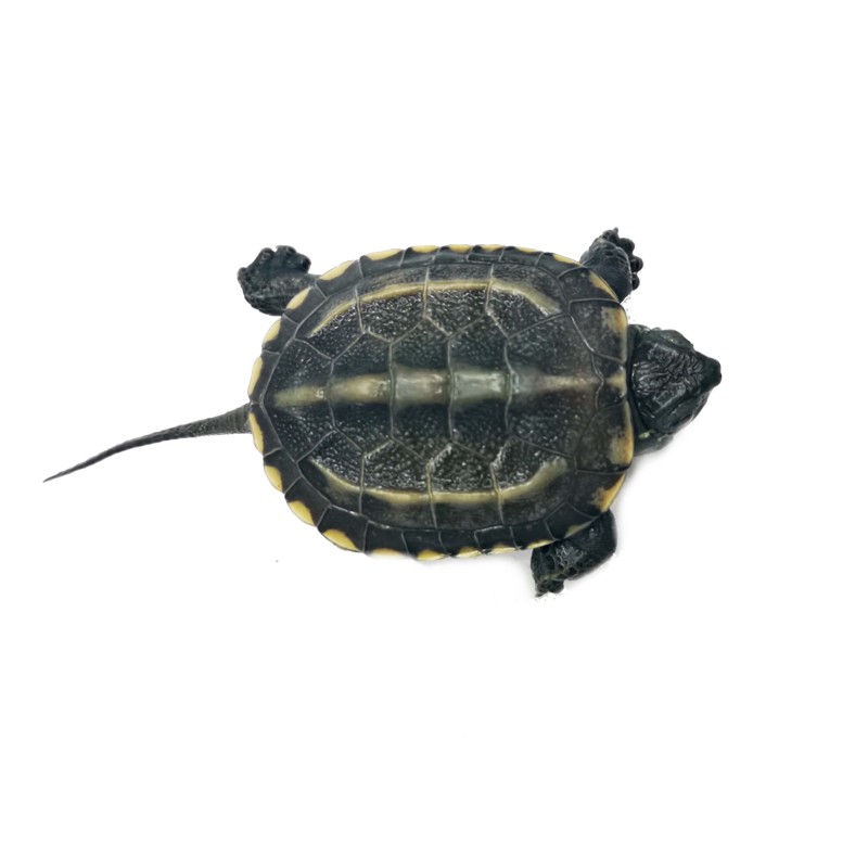 Żółw chiński (Mauremys reevesii) | Żółwie | Vantis Terra Żółw chiński (Mauremys reevesii) | Żółwie | Vantis Terra