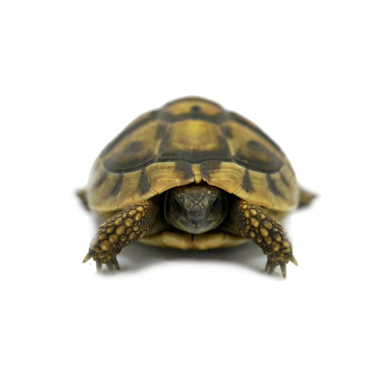 Żółw grecki (Testudo hermanni) | Żółwie | Vantis Terra Żółw grecki (Testudo hermanni) | Żółwie | Vantis Terra