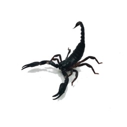 Skorpion Heterometrus silenus ( ex. petersii) - L2 | Skorpiony | Vantis Terra Skorpion Heterometrus silenus ( ex. petersii) - L2 | Skorpiony | Vantis Terra