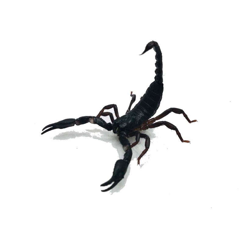 Skorpion Heterometrus silenus ( ex. petersii) - L2 | Skorpiony | Vantis Terra Skorpion Heterometrus silenus ( ex. petersii) - L2 | Skorpiony | Vantis Terra