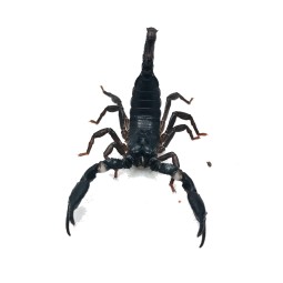 Skorpion Heterometrus silenus ( ex. petersii) - L2