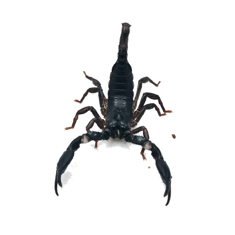 Skorpion Heterometrus silenus ( ex. petersii) - L2 | Skorpiony | Vantis Terra Skorpion Heterometrus silenus ( ex. petersii) - L2 | Skorpiony | Vantis Terra