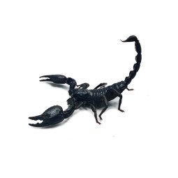 Skorpion Heterometrus cyaneus - dorosły | Skorpiony | Vantis Terra