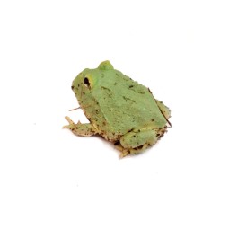 Żaba rogata (Ceratophrys cranwelli) - Samurai blue | Bezogonowe | Vantis Terra