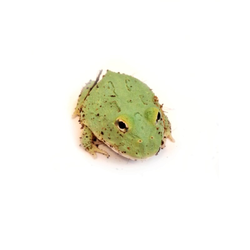 Żaba rogata (Ceratophrys cranwelli) - Samurai blue | Bezogonowe | Vantis Terra