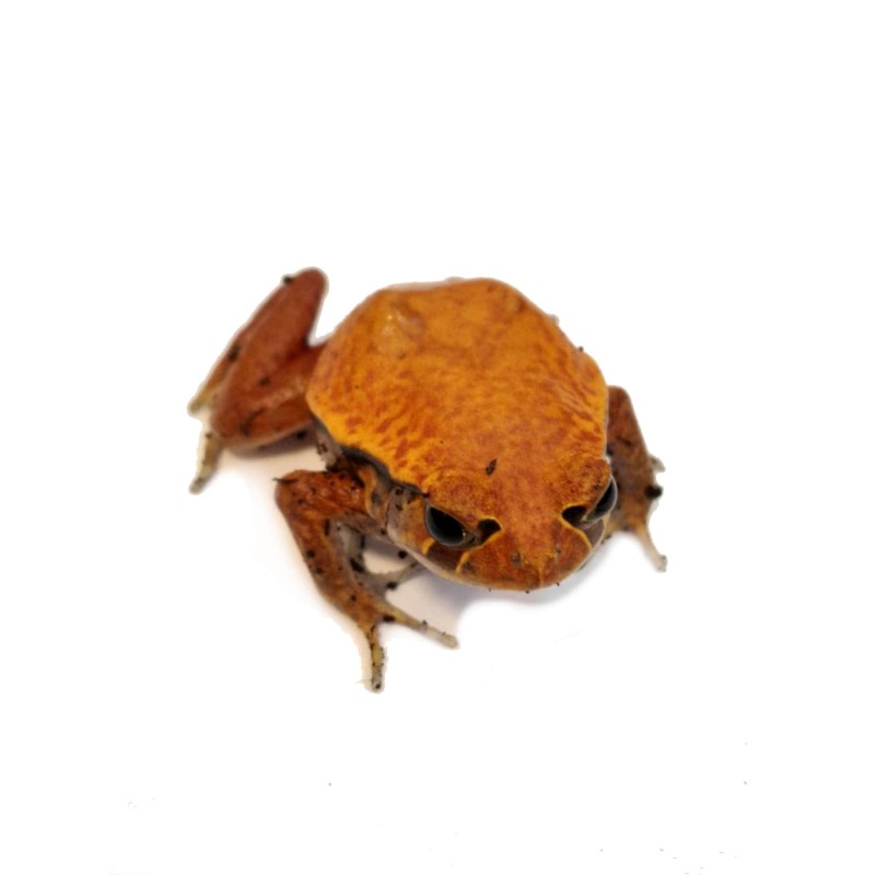 Żaba pomidorowa (Dyscophus guineti) | Bezogonowe | Vantis Terra