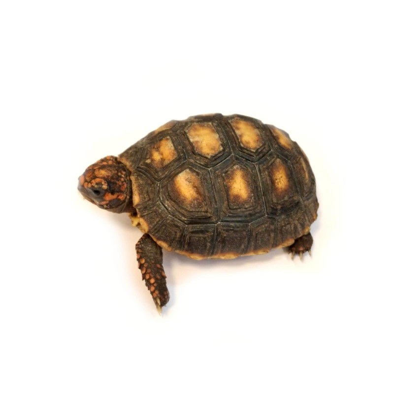 Żabuti czarny (Chelonoidis carbonarius) | Żółwie | Vantis Terra