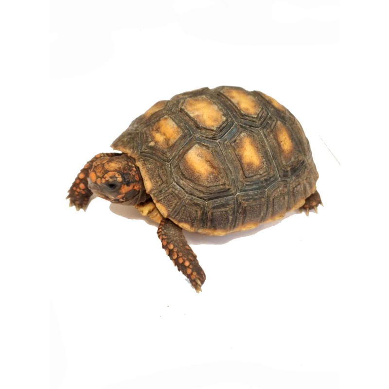 Żabuti czarny (Chelonoidis carbonarius) | Żółwie | Vantis Terra Żabuti czarny (Chelonoidis carbonarius) | Żółwie | Vantis Terra