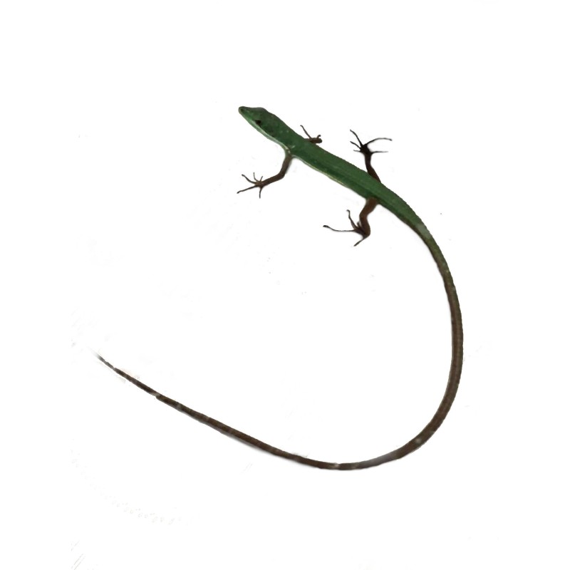 Jaszczurka Takydromus smaragdinus | Jaszczurki | Vantis Terra