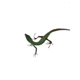 Jaszczurka Takydromus smaragdinus | Jaszczurki | Vantis Terra