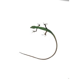 Jaszczurka Takydromus smaragdinus | Jaszczurki | Vantis Terra