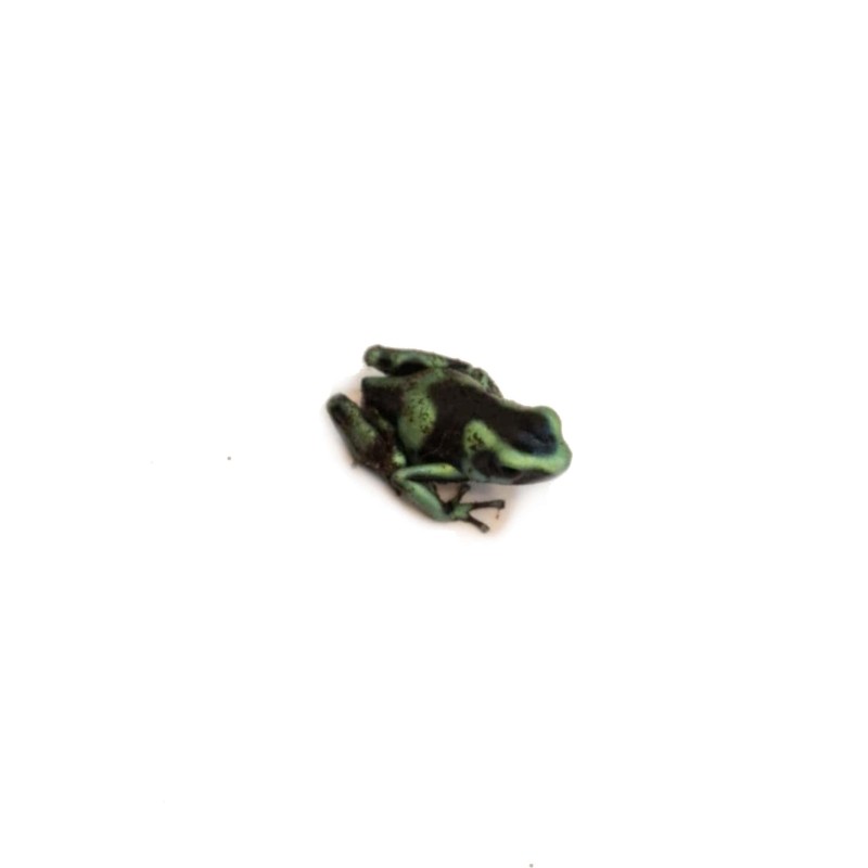 Drzewołaz złocisty (Dendrobates auratus) - Costa Rica | Bezogonowe | Vantis Terra
