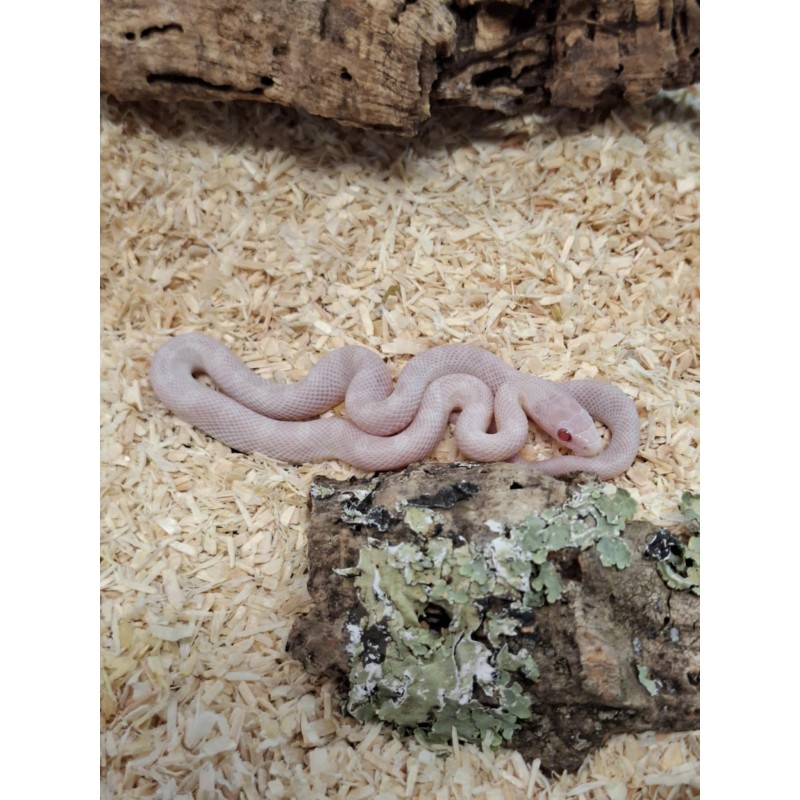 Wąż zbożowy (Pantherophis guttatus) - Blizzard het Palmetto | Węże | Vantis Terra