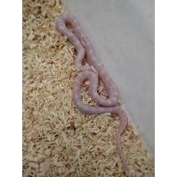 Wąż zbożowy (Pantherophis guttatus) - Blizzard het Palmetto | Węże | Vantis Terra