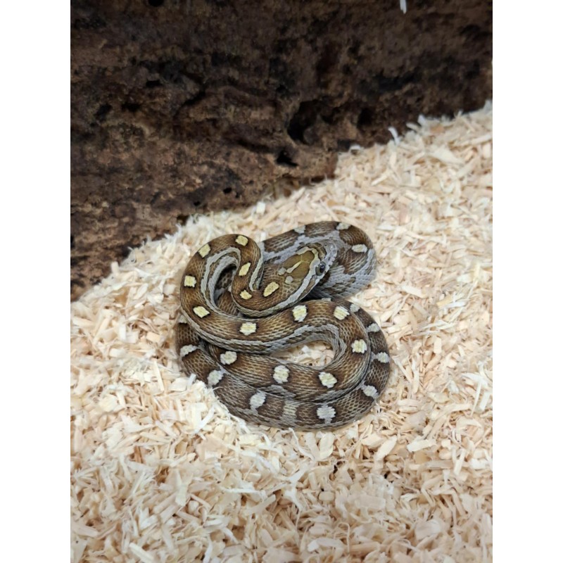 Wąż zbożowy (Pantherophis guttatus) - Caramel het Scaleless | Węże | Vantis Terra