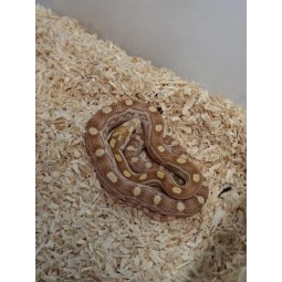 Wąż zbożowy (Pantherophis guttatus) - Butter het Scaleless | Węże | Vantis Terra