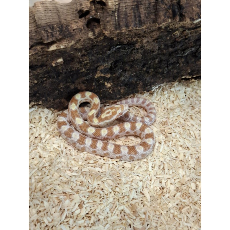 Wąż zbożowy (Pantherophis guttatus) - Butter het Scaleless | Węże | Vantis Terra