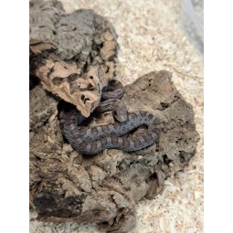 Wąż zbożowy (Pantherophis...