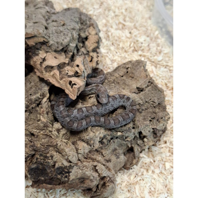 Wąż zbożowy (Pantherophis guttatus) - Charcoal het Palmetto | Węże | Vantis Terra