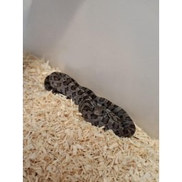 Wąż zbożowy (Pantherophis guttatus) - Charcoal het Palmetto | Węże | Vantis Terra