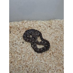 Wąż zbożowy (Pantherophis guttatus) - Charcoal het Palmetto | Węże | Vantis Terra