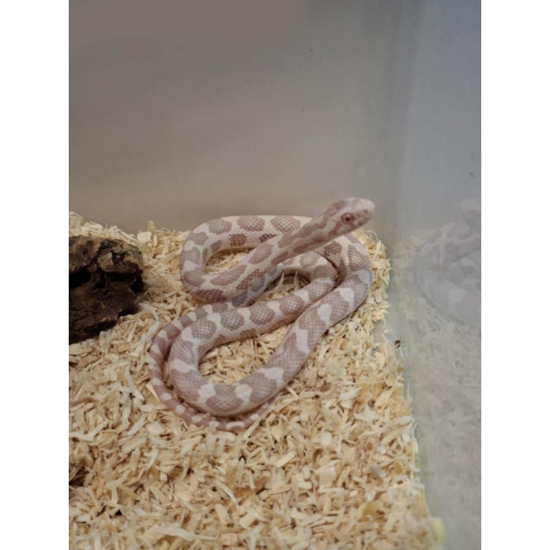 Wąż zbożowy (Pantherophis guttatus) - Snow het Scaleless | Węże | Vantis Terra