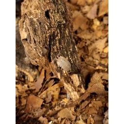 10x Armadillidium scaberrimum | Równonogi | Vantis Terra