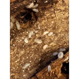 10x Armadillidium granulatum "White Pearl" | Równonogi | Vantis Terra