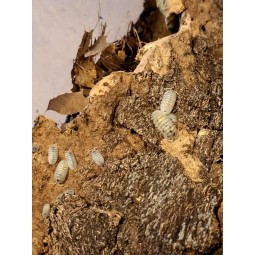 10x Armadillidium granulatum "Magic potion" | Równonogi | Vantis Terra