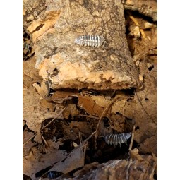 10x Armadillidium maculatum "Chocolate" | Równonogi | Vantis Terra