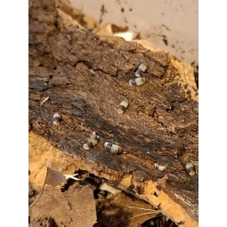 10x Cubaris sp. "White shark" | Równonogi | Vantis Terra