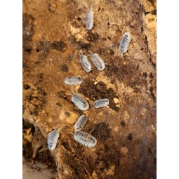 10x Nesodillo arcangelii "Cubaris sp. shiro utsuri" | Równonogi | Vantis Terra