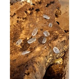 10x Nesodillo arcangelii "Cubaris sp. shiro utsuri" | Równonogi | Vantis Terra