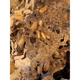 10x Cubaris murina "Mandarin" | Równonogi | Vantis Terra