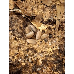 10x Cubaris murina "Papaya"