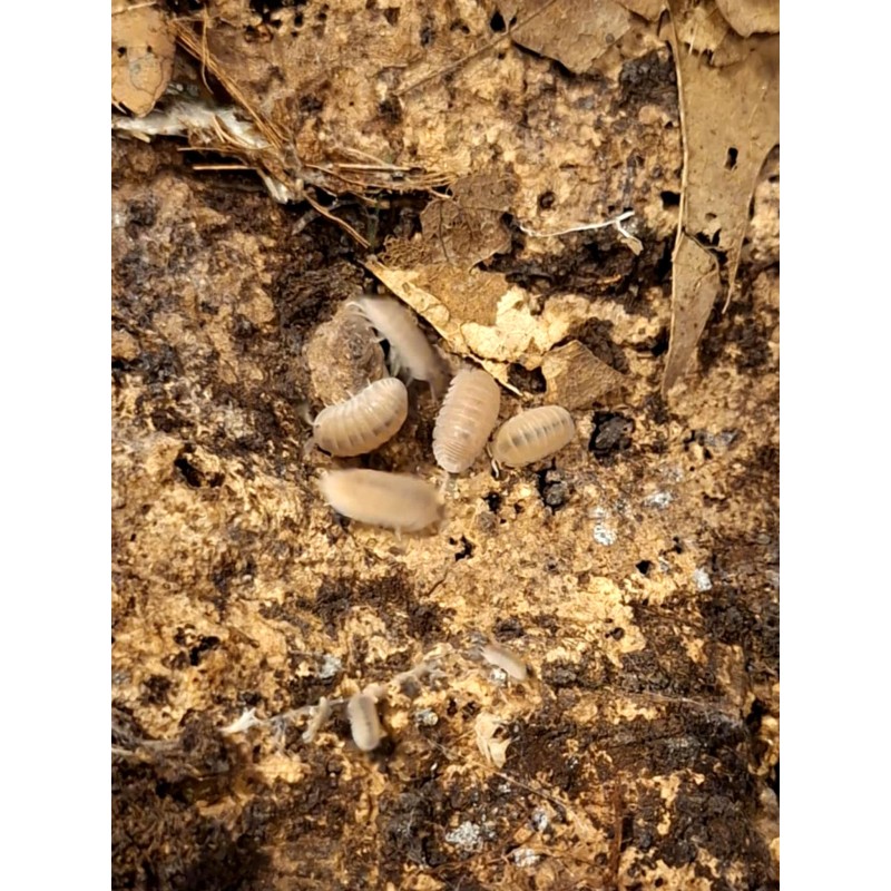 10x Cubaris murina "Papaya" | Równonogi | Vantis Terra