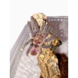 Avicularia juruensis M2 ex. peru purple L3 | Ptaszniki | Vantis Terra