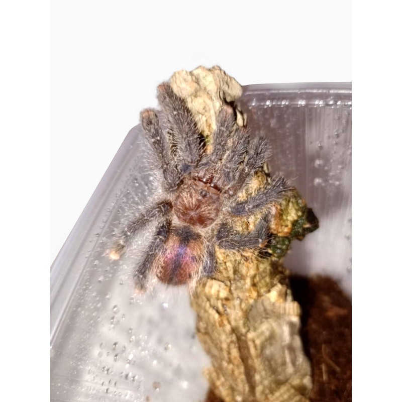 Avicularia juruensis M2 ex. peru purple L3 | Ptaszniki | Vantis Terra