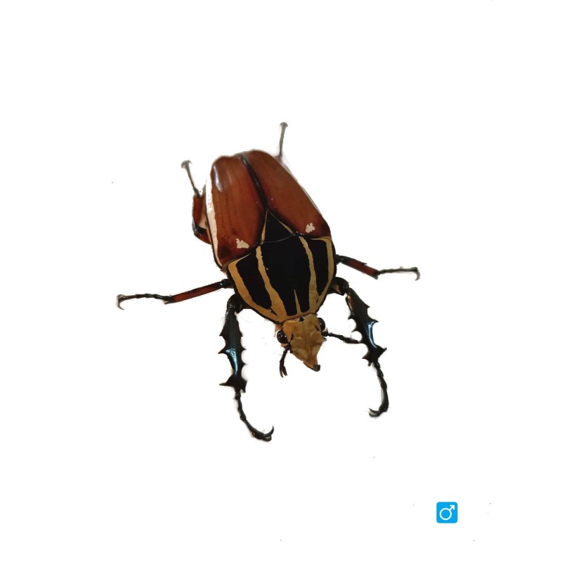 Larwa chrząszcza Mecynorrhina torquata ugandensis | Chrząszcze | Vantis Terra