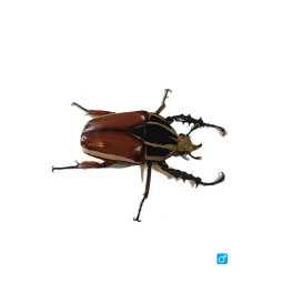 Larwa chrząszcza Mecynorrhina torquata ugandensis | Chrząszcze | Vantis Terra