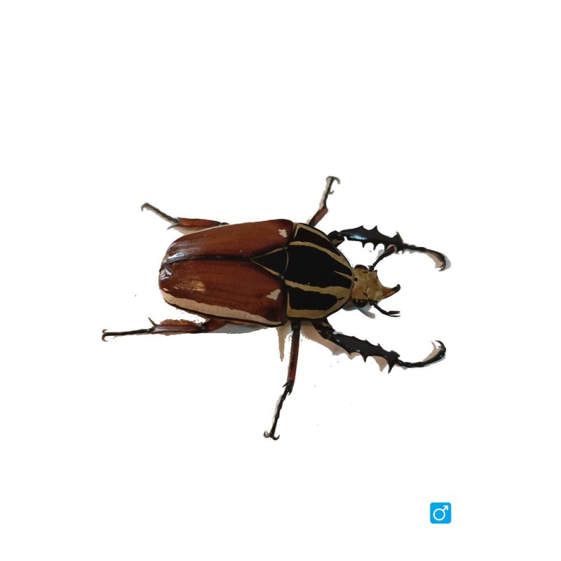 Larwa chrząszcza Mecynorrhina torquata ugandensis | Chrząszcze | Vantis Terra